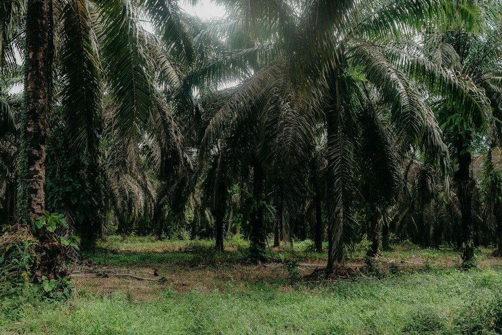 Palm oil plantation